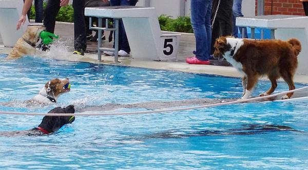 Hundeschwimmen 03