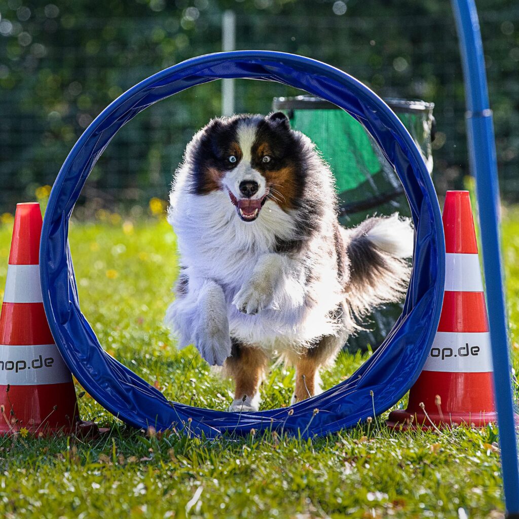 australien shepherd beim Sprung durch einen Hoopers Tunnel