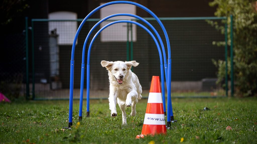 weißfarbiger Hund im Lauf durch drei Hoopersbögen