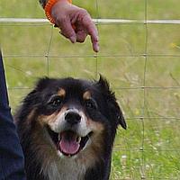 ein English Shepherd