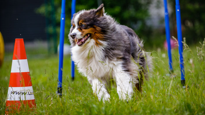 Hund beim Durchlauf durch zwei Hoopersbögen