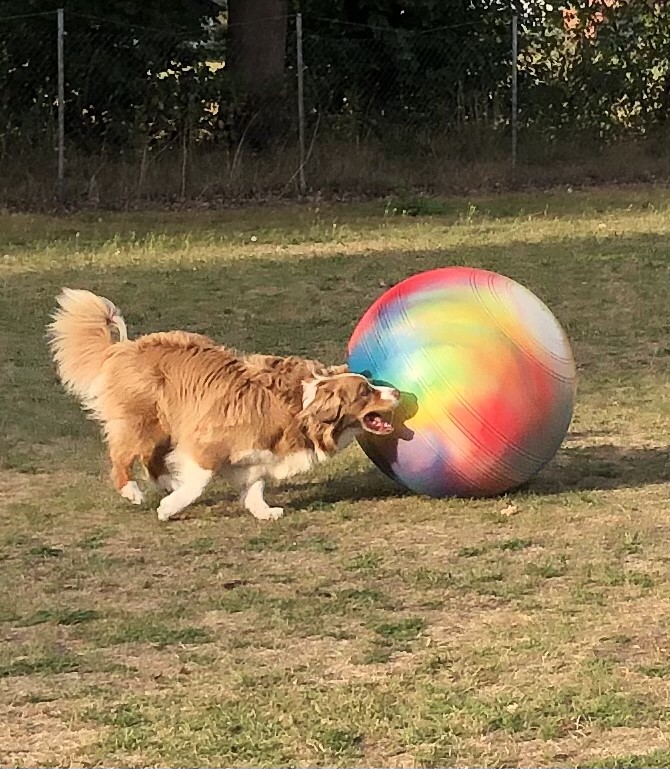 brauner langhaariger Hund aktiv mit buntem Treibball