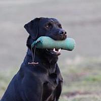 British Labrador mit Dummy