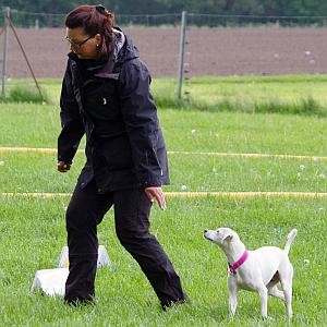 Kundin Trainiert weißen Terrier