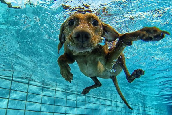 tauchender Magyar Vizsla Welpe