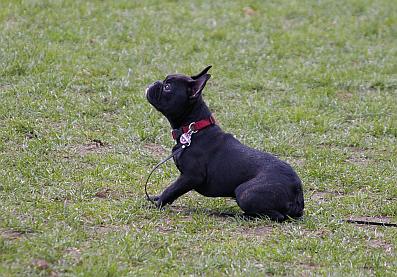 Französische Bulldogge