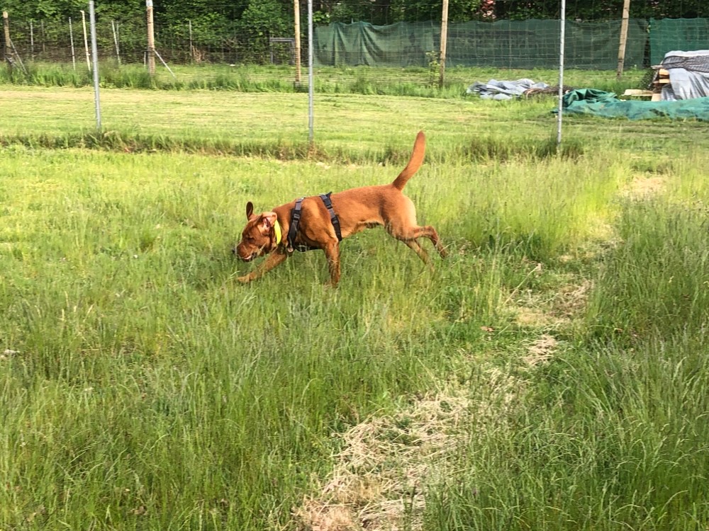 ein brauner Kurzhaariger Ungarischer Vorstehhund aktiv bei der Gegenstandssuche